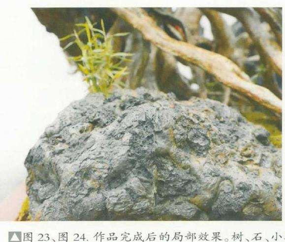 图解 刘传刚怎么制作大型雨林式盆景的26个过程