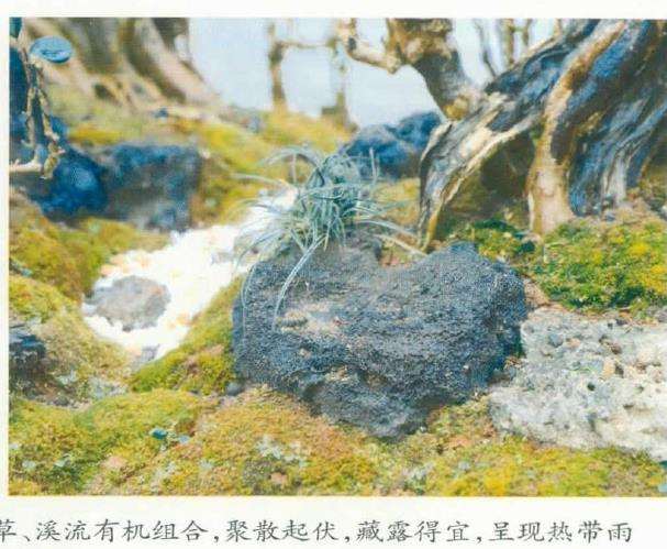 图解 刘传刚怎么制作大型雨林式盆景的26个过程