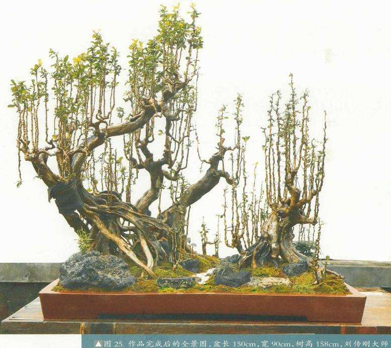 图解 刘传刚怎么制作大型雨林式盆景的26个过程