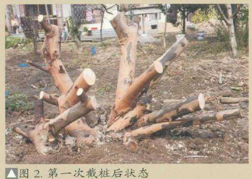 雀梅下山桩的3个优劣分析实例 图片