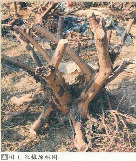 雀梅下山桩的3个优劣分析实例 图片