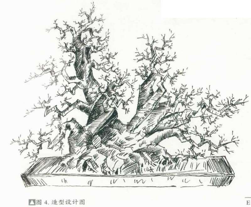 雀梅下山桩的3个优劣分析实例 图片