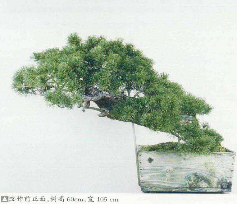图解 改变盆景种植角度 突出根盘造型