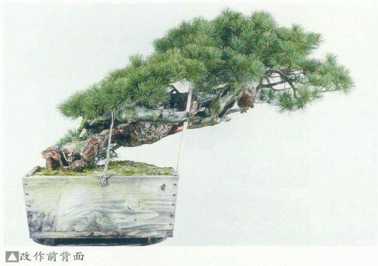 图解 改变盆景种植角度 突出根盘造型