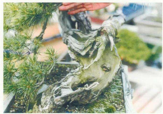 图解 改变盆景种植角度 突出根盘造型