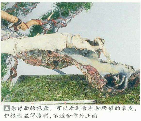 图解 改变盆景种植角度 突出根盘造型