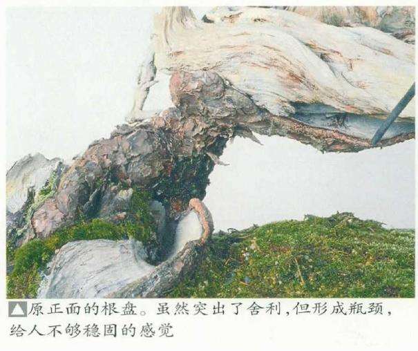 图解 改变盆景种植角度 突出根盘造型