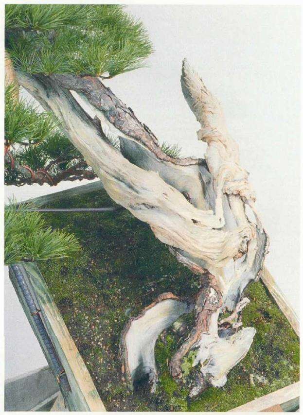 图解 改变盆景种植角度 突出根盘造型