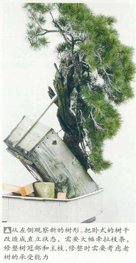 图解 改变盆景种植角度 突出根盘造型