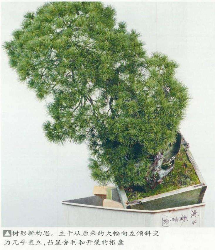 图解 改变盆景种植角度 突出根盘造型