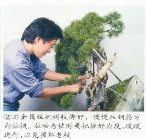 图解 改变盆景种植角度 突出根盘造型