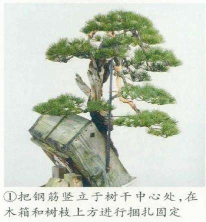 图解 改变盆景种植角度 突出根盘造型