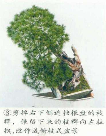 图解 改变盆景种植角度 突出根盘造型