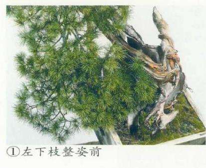 图解 改变盆景种植角度 突出根盘造型
