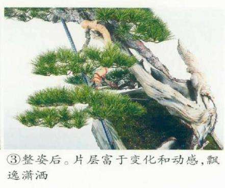 图解 改变盆景种植角度 突出根盘造型