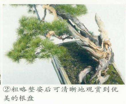 图解 改变盆景种植角度 突出根盘造型