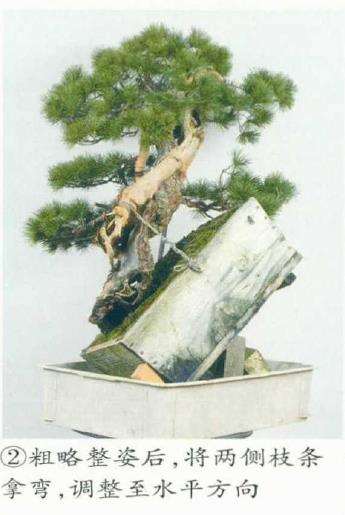 图解 改变盆景种植角度 突出根盘造型
