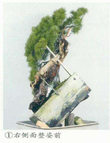图解 改变盆景种植角度 突出根盘造型