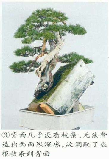 图解 改变盆景种植角度 突出根盘造型