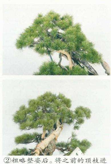 图解 改变盆景种植角度 突出根盘造型