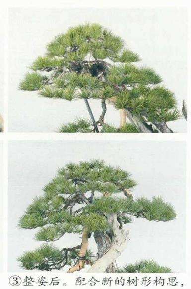 图解 改变盆景种植角度 突出根盘造型