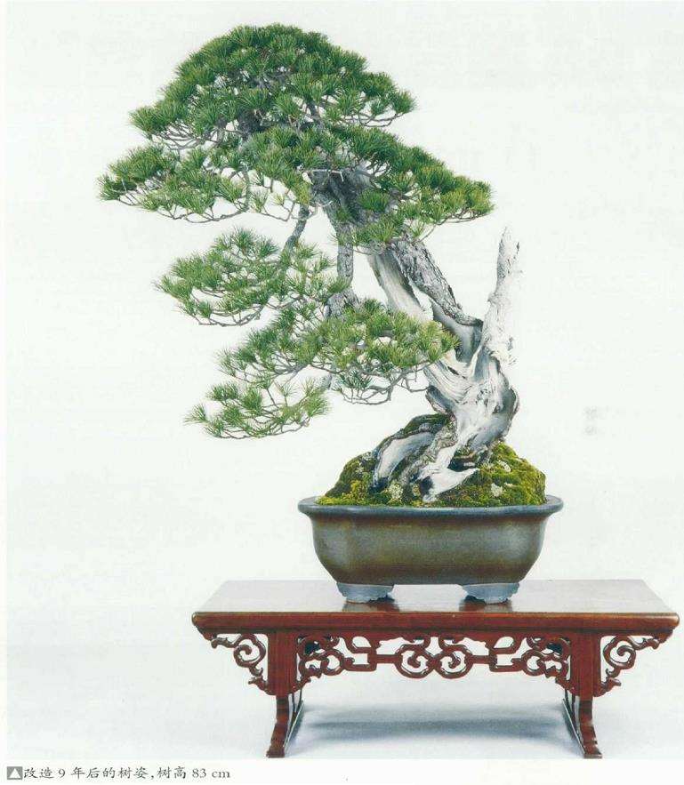 图解 改变盆景种植角度 突出根盘造型