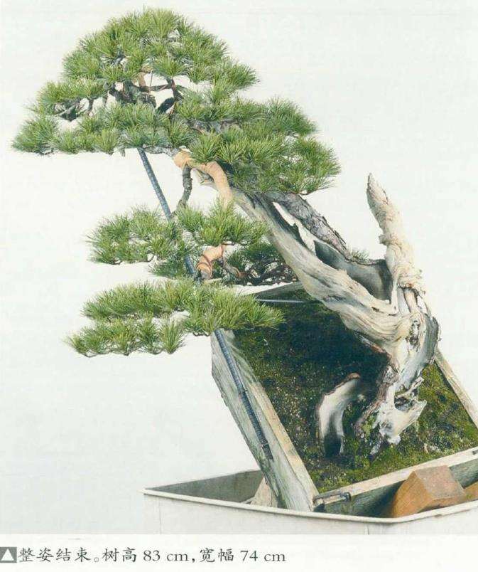 图解 改变盆景种植角度 突出根盘造型