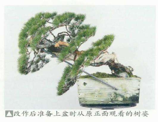 图解 改变盆景种植角度 突出根盘造型