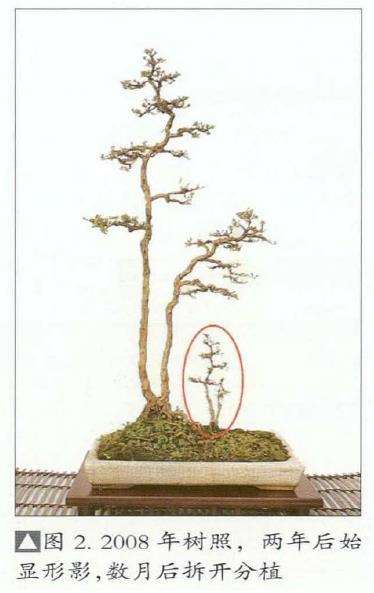 韩学年怎么制作杂木盆景