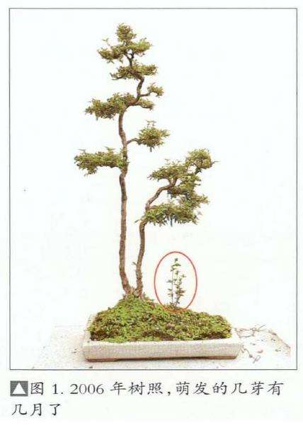 韩学年怎么制作杂木盆景