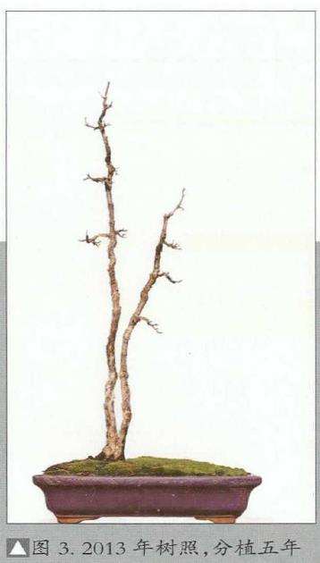 韩学年怎么制作杂木盆景