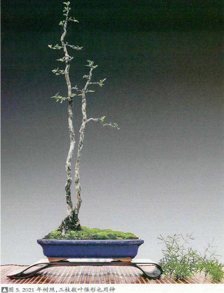 韩学年怎么制作杂木盆景