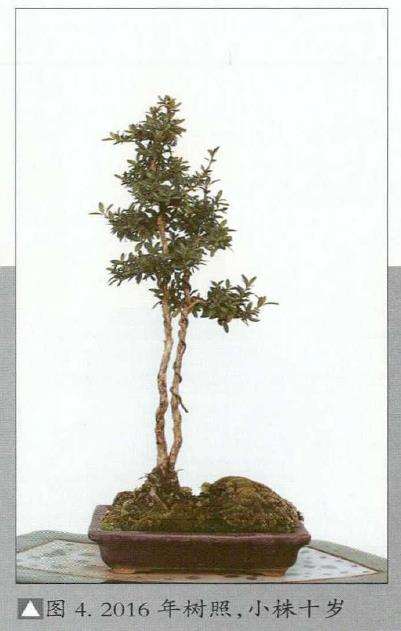 韩学年怎么制作杂木盆景