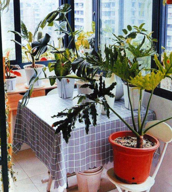 与花卉植物同居 走进午阳的花园 图片