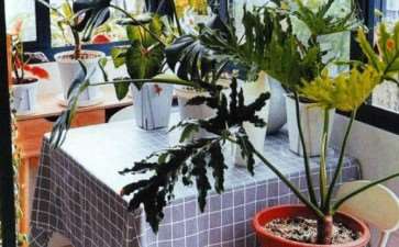 与花卉植物同居 走进午阳的花园 图片