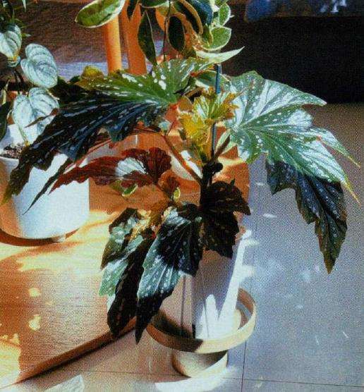 在家养植物会招很多虫吗 图片
