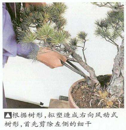 图解 五针松盆景怎么切割主干 打造风动式