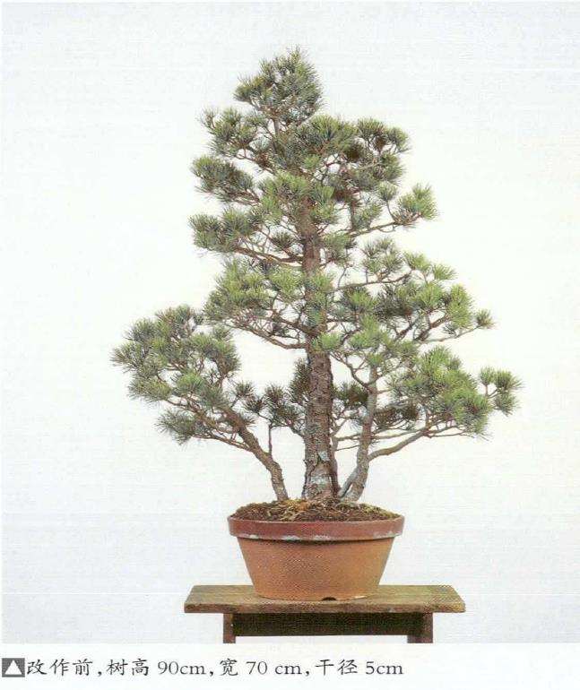 图解 五针松盆景怎么切割主干 打造风动式
