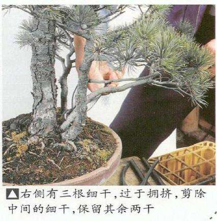 图解 五针松盆景怎么切割主干 打造风动式