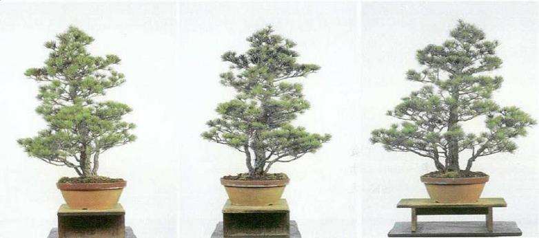 图解 五针松盆景怎么切割主干 打造风动式