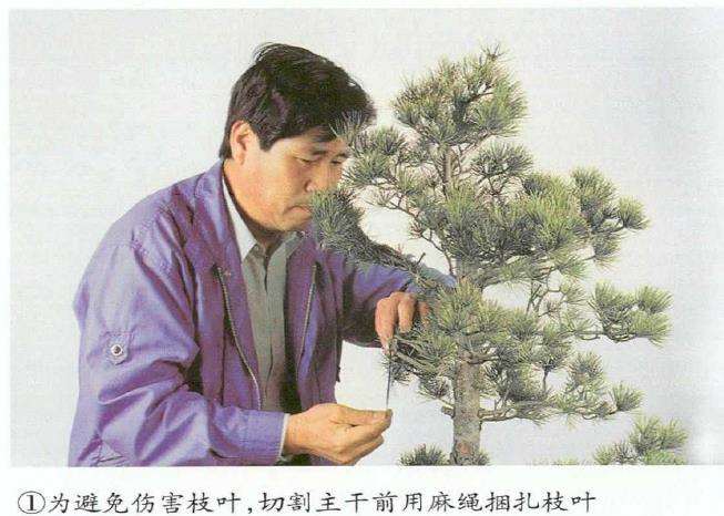 图解 五针松盆景怎么切割主干 打造风动式