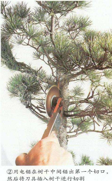图解 五针松盆景怎么切割主干 打造风动式
