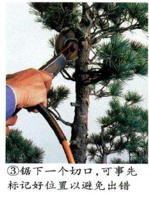 图解 五针松盆景怎么切割主干 打造风动式