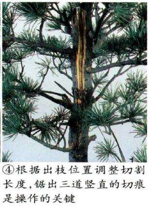 图解 五针松盆景怎么切割主干 打造风动式