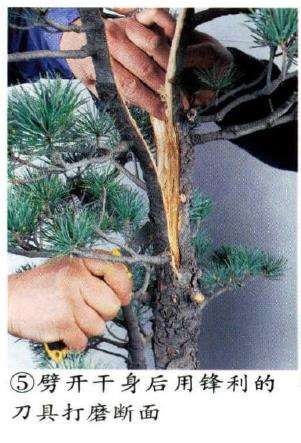 图解 五针松盆景怎么切割主干 打造风动式