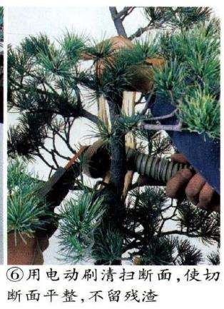 图解 五针松盆景怎么切割主干 打造风动式