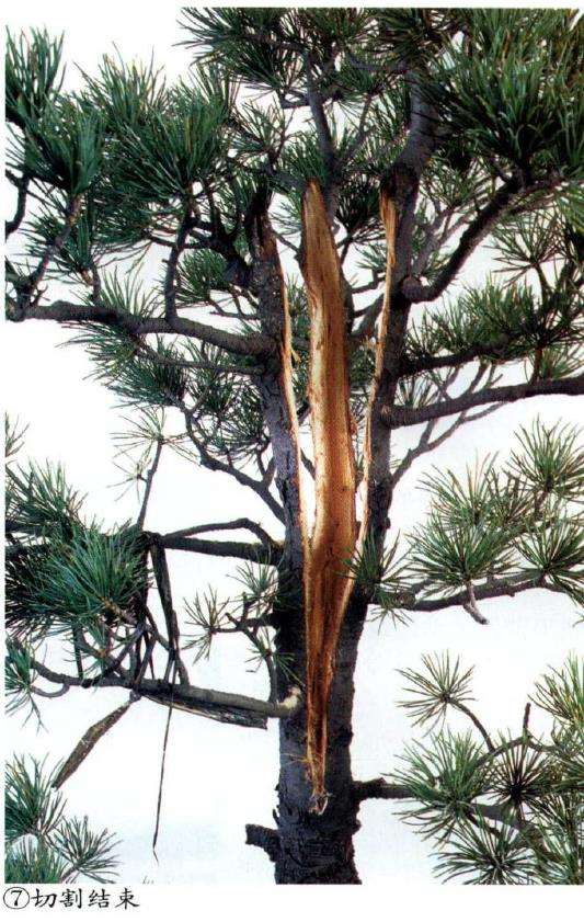 图解 五针松盆景怎么切割主干 打造风动式