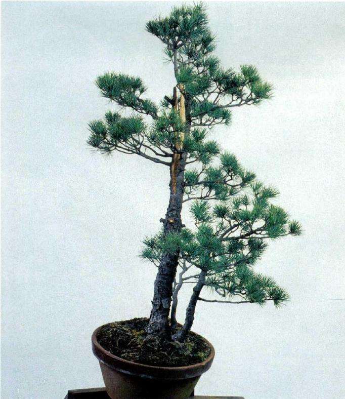 图解 五针松盆景怎么切割主干 打造风动式