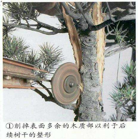 图解 五针松盆景怎么切割主干 打造风动式