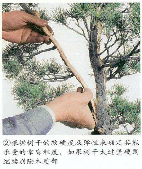 图解 五针松盆景怎么切割主干 打造风动式